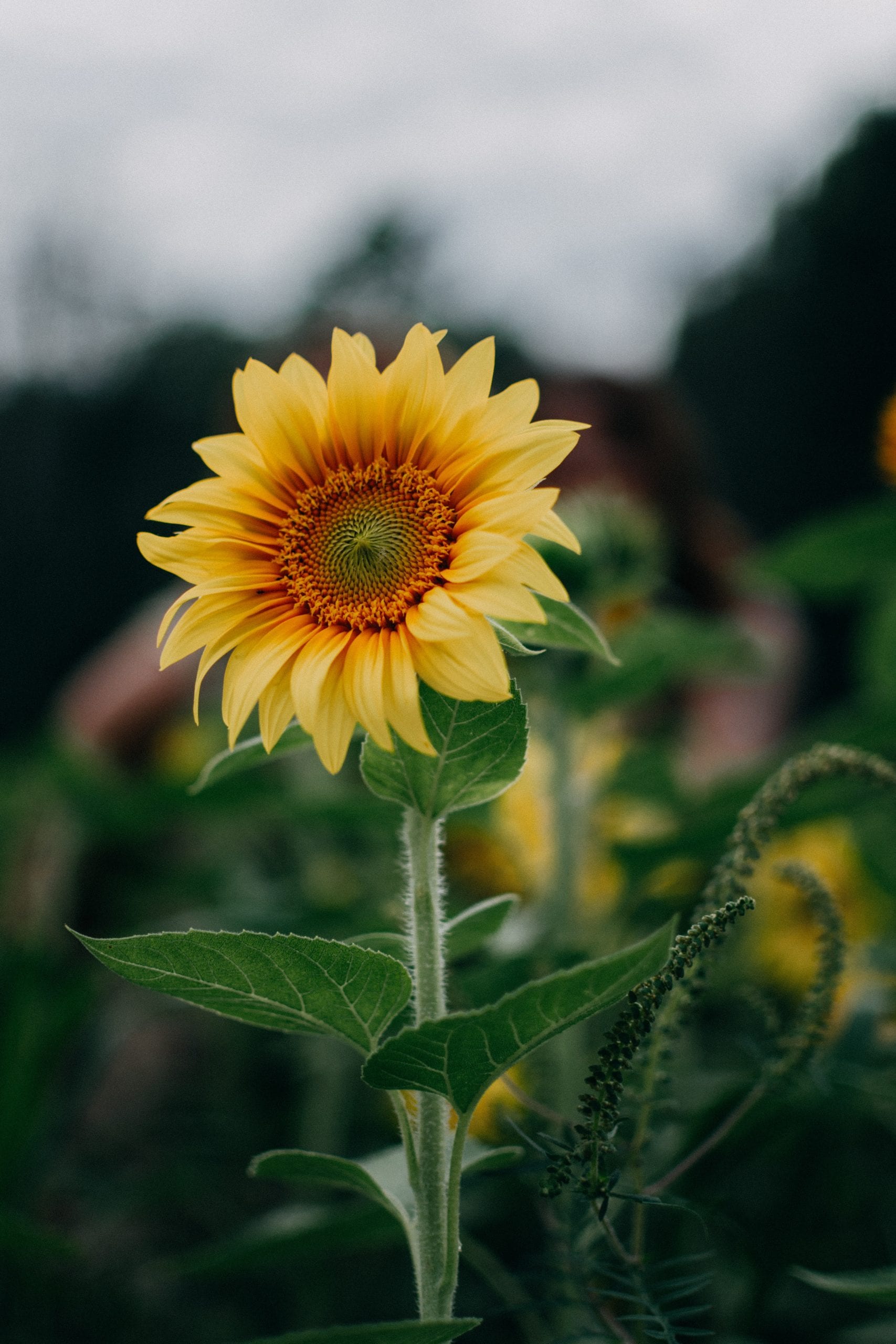 sunflower