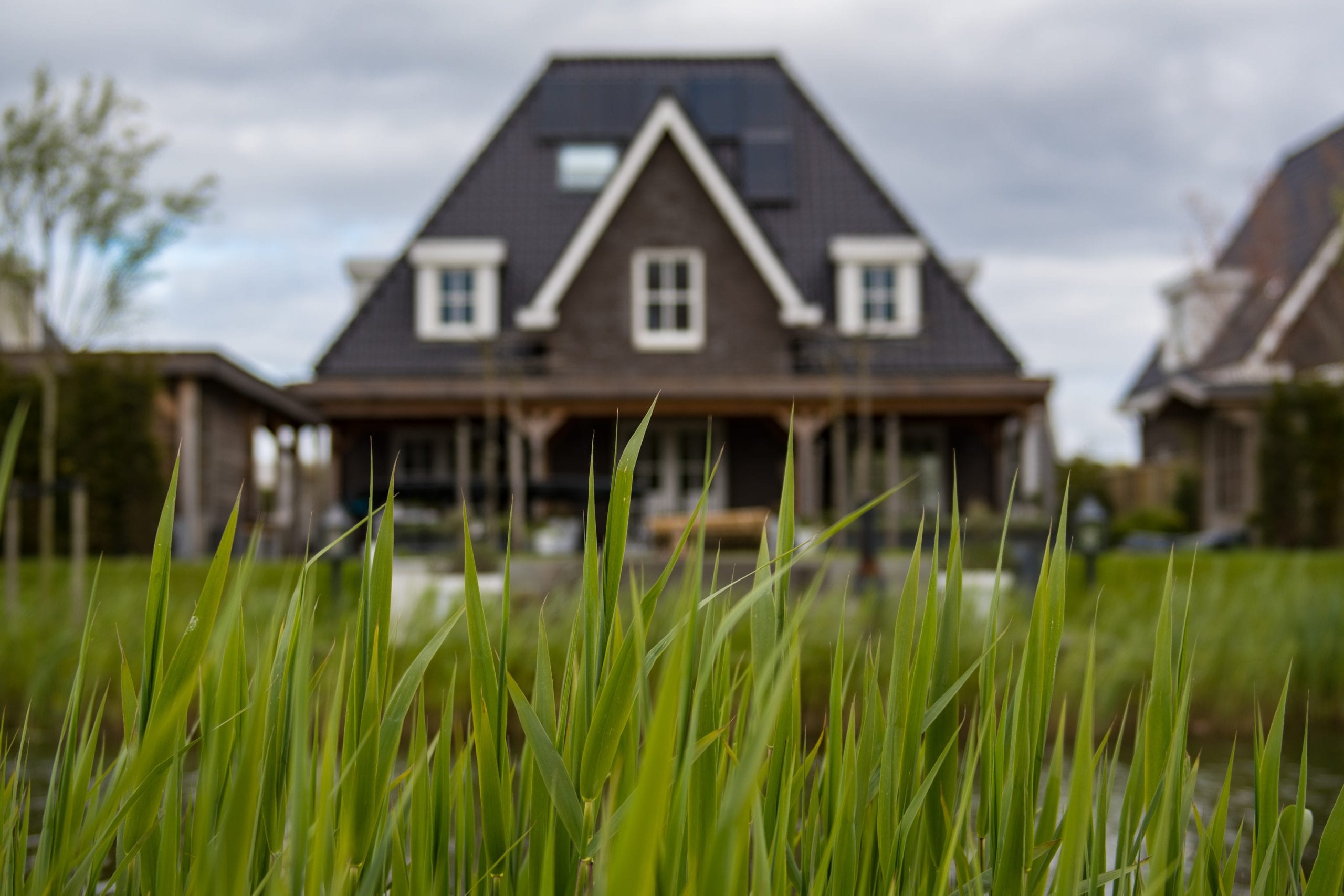 close up grass with house in background