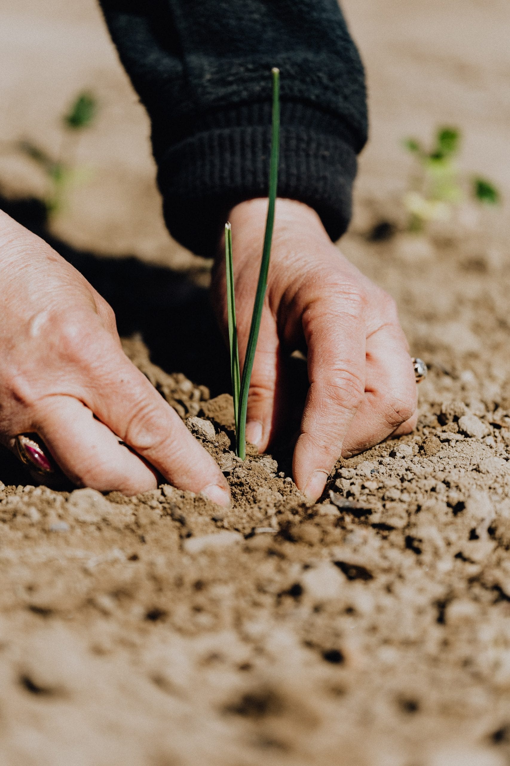 planting